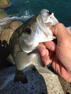 日置川河口 アジングにヒラセイゴ40cmがヒット！