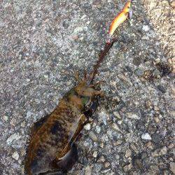 串本港 サイトのエギングでアオリイカ3バイ