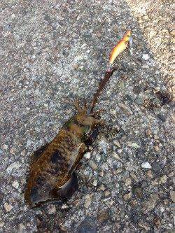 串本港 サイトのエギングでアオリイカ3バイ