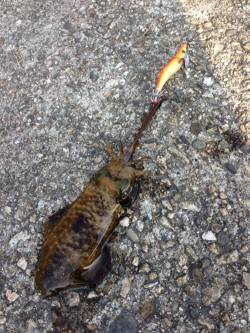 串本港 サイトのエギングでアオリイカ3バイ…