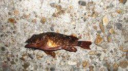 本荘人工島 探り釣りでガシラ4匹＆ショウサイフグ