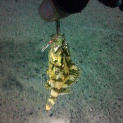 漁港内をジグヘッドで探索、タケノコメバルも釣れました★