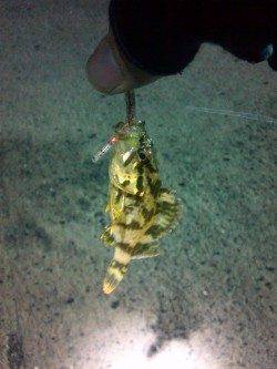 漁港内をジグヘッドで探索、タケノコメバルも釣れました★