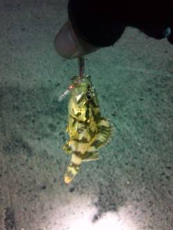 漁港内をジグヘッドで探索、タケノコメバルも…