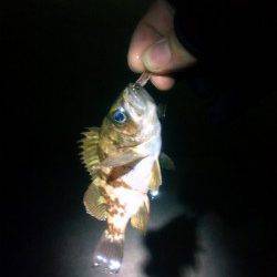 漁港内をジグヘッドで探索、タケノコメバルも釣れました★