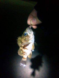 漁港内をジグヘッドで探索、タケノコメバルも釣れました★