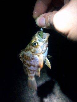 西二見公園付近でメバリング、良型のガシラも♪