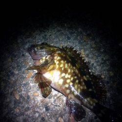 西二見公園付近でメバリング、良型のガシラも♪