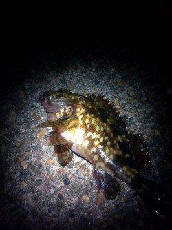 西二見公園付近でメバリング、良型のガシラも♪