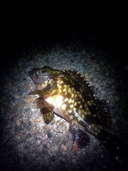 西二見公園付近でメバリング、良型のガシラも…