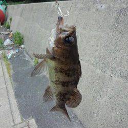 千歳漁港でショアジギングゲーム、メバルがHITしました