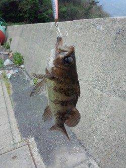 千歳漁港でショアジギングゲーム、メバルがHITしました