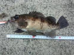 千歳漁港でショアジギングゲーム、メバルがH…