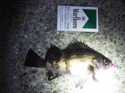 大蔵海岸でのメバリング釣果