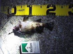 大蔵海岸でのメバリング釣果