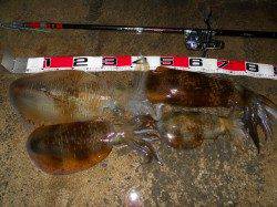 神谷の工場波止でヤエン釣り、悪条件の中で4ハイのアオリＧＥＴ！