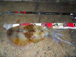 神谷の工場波止でヤエン釣り、悪条件の中で4ハイのアオリＧＥＴ！