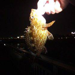 大蔵海岸 雨上がりのメバリングでメバリ＆ガシラ