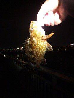 大蔵海岸 雨上がりのメバリングでメバリ＆ガシラ