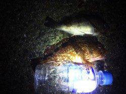 大蔵海岸 雨上がりのメバリングでメバリ＆ガシラ