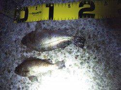 大蔵海岸 メバリングでメバル〜19cm2匹 メバルは上向きか