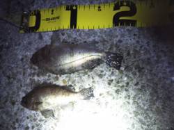 大蔵海岸 メバリングでメバル〜19cm2匹…