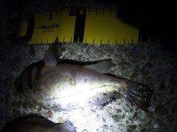 大蔵海岸 メバリングでメバル〜19cm2匹 メバルは上向きか