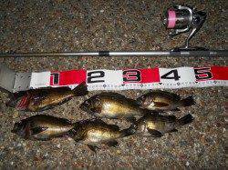 貝塚 午後6:00〜エビ撒きでメバル〜21cm 6匹☆