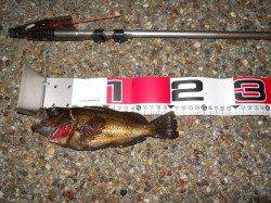 貝塚 午後6:00〜エビ撒きでメバル〜21cm 6匹☆