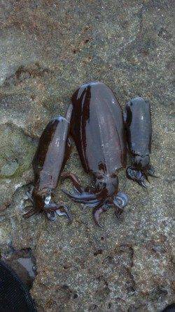 白浜 夜中～明け方のヤエンでアオリイカ3バイ☆