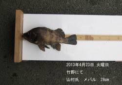 竹野にて28cmの良型メバルの釣果あり！