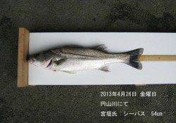 【26日】円山川にてシーバス！