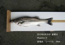 【26日】円山川にてシーバス！