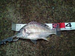 西宮浜 エビ撒き釣りでキビレ3尾＆セイゴ☆