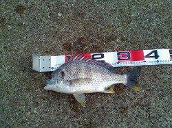 西宮浜 エビ撒き釣りでキビレ3尾＆セイゴ☆