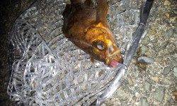 間人エリア爆風&潮が動かず渋々でメバル2匹