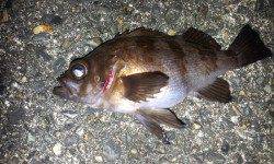 間人エリア爆風&潮が動かず渋々でメバル2匹