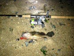 アジュール舞子～西舞子26cmのガシラの釣果