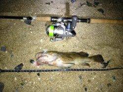 アジュール舞子～西舞子26cmのガシラの釣果