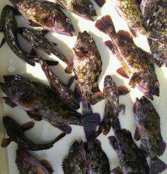 沖一文字スリットでしらさ釣り、ガシラ大漁です！