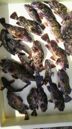 沖一文字スリットでしらさ釣り、ガシラ大漁で…