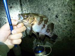 ウィードすれすれを狙ってHIT！ 舞子メバ…