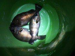 ウィードすれすれを狙ってHIT！ 舞子メバリング釣行