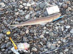 煙樹ヶ浜でショアジギング、65cmのメジロＧＥＴ！