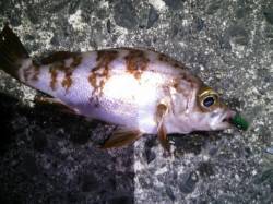 京丹後西部エリア　旭でのメバリング釣果