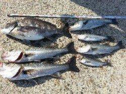 大阪南港 エビ撒きでハネ7匹＆チヌ