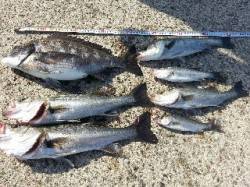 大阪南港 エビ撒きでハネ7匹＆チヌ