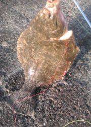 吹上浜 投げ釣りでカレイ39cm＆ソイ28cm