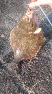 吹上浜 投げ釣りでカレイ39cm＆ソイ28…