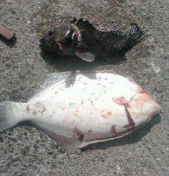 吹上浜 投げ釣りでカレイ39cm＆ソイ28cm